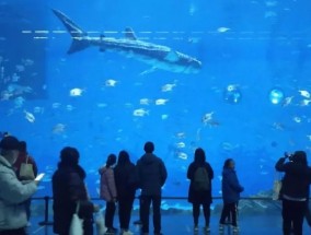 水族馆被抨击为明星“鲸鲨”并不是它看起来的那样